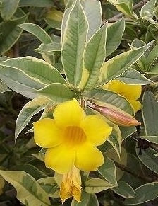 Variegated Allamanda – Exotic Blooming Beauty in Decorative Pot