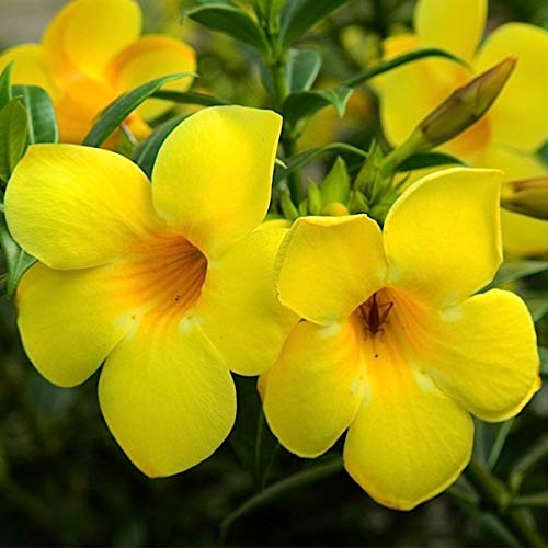Golden Allamanda – Bright & Blooming Beauty in Decorative Pot