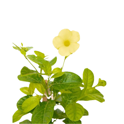 Golden Allamanda Creeper – Vibrant Blooming Beauty in Decorative Pot