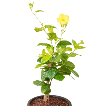 Golden Allamanda Creeper – Vibrant Blooming Beauty in Decorative Pot