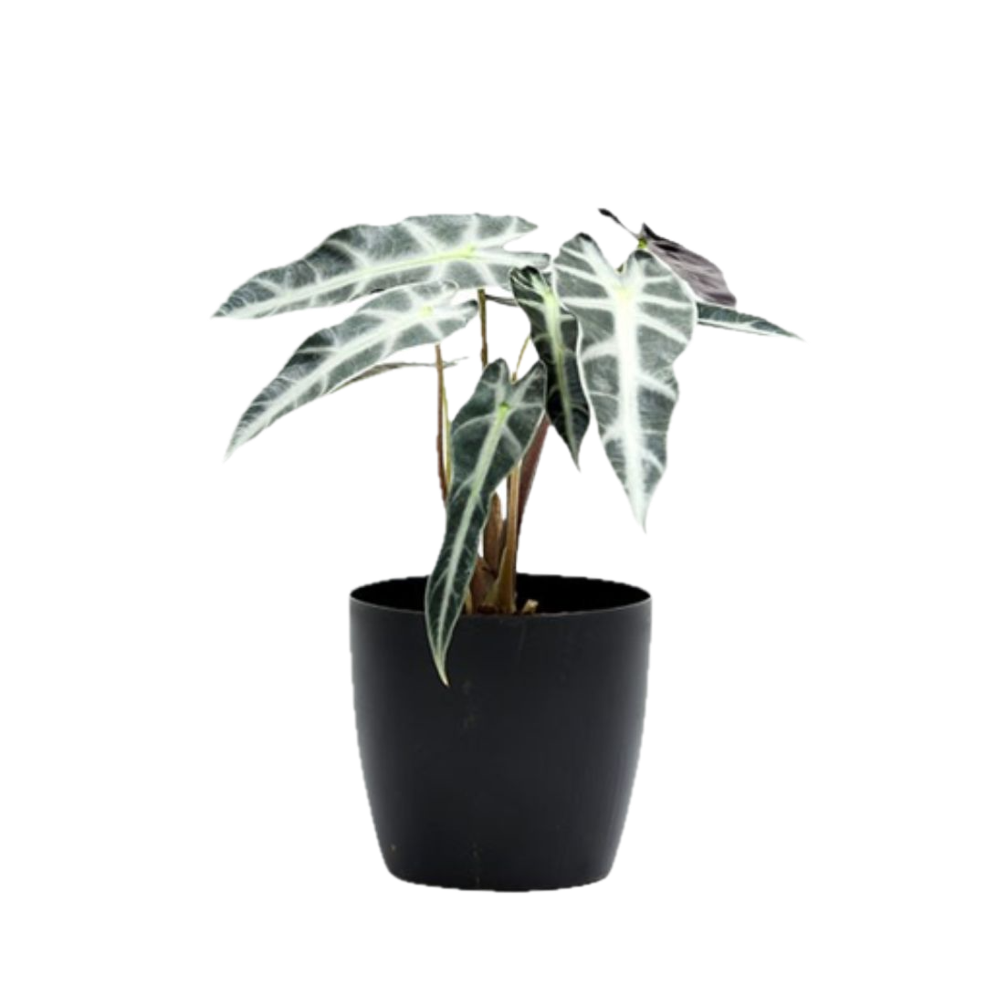 Exotic Alocasia Hybrid – Striking Indoor Foliage in Decorative Pot