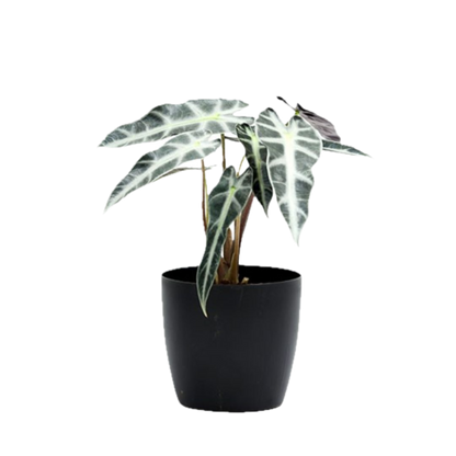 Exotic Alocasia Hybrid – Striking Indoor Foliage in Decorative Pot