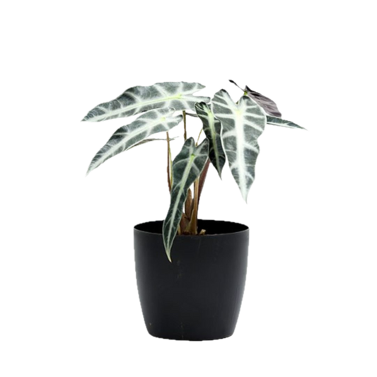 Exotic Alocasia Hybrid – Striking Indoor Foliage in Decorative Pot