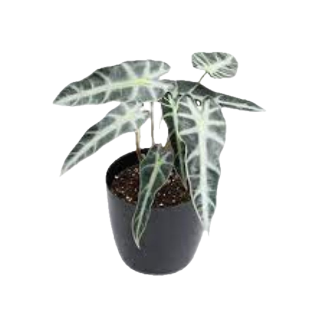 Exotic Alocasia Hybrid – Striking Indoor Foliage in Decorative Pot