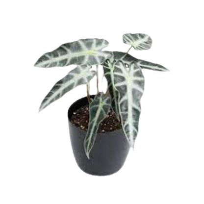 Exotic Alocasia Hybrid – Striking Indoor Foliage in Decorative Pot
