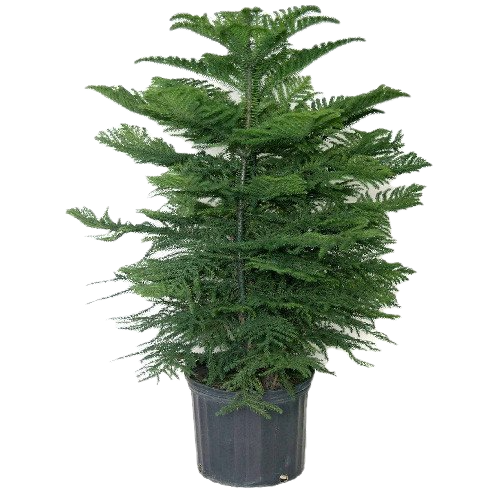 Araucaria Christmas Tree – Air-Purifying Evergreen in Decorative Pot