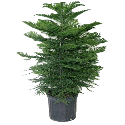 Araucaria Christmas Tree – Air-Purifying Evergreen in Decorative Pot