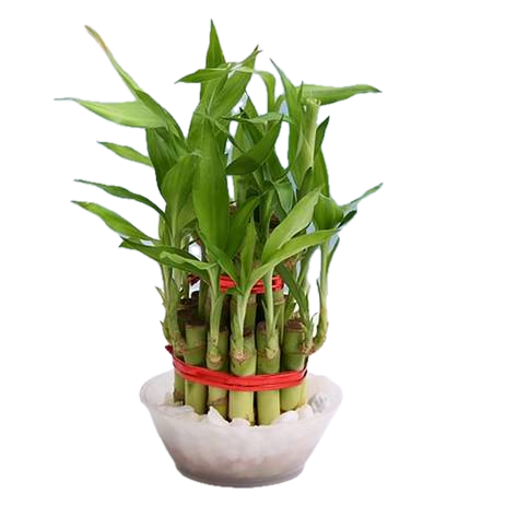 Elegant 2-Layer Lucky Bamboo in Decorative Bowl – A Symbol of Prosperity!"