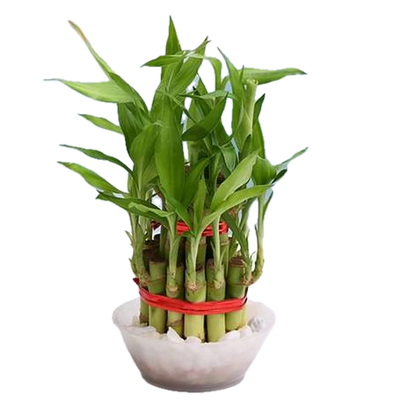 Elegant 2-Layer Lucky Bamboo in Decorative Bowl – A Symbol of Prosperity!"