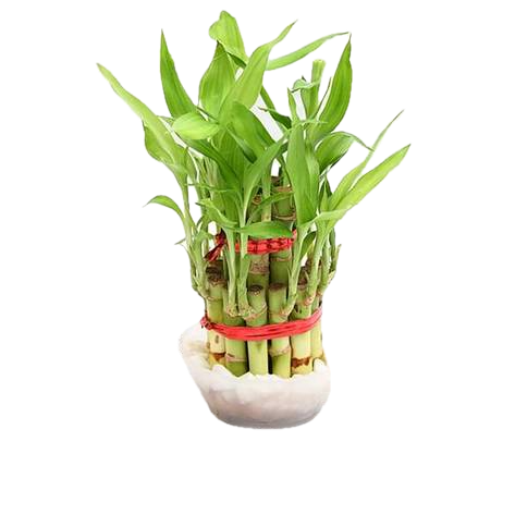 Elegant 2-Layer Lucky Bamboo in Decorative Bowl – A Symbol of Prosperity!"