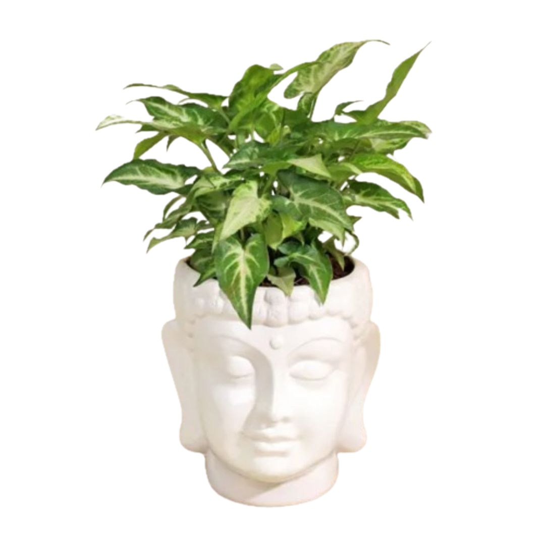 Mini Syngonium – Air-Purifying Beauty in Buddha Ceramic Planter