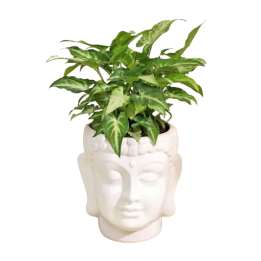 Mini Syngonium – Air-Purifying Beauty in Buddha Ceramic Planter