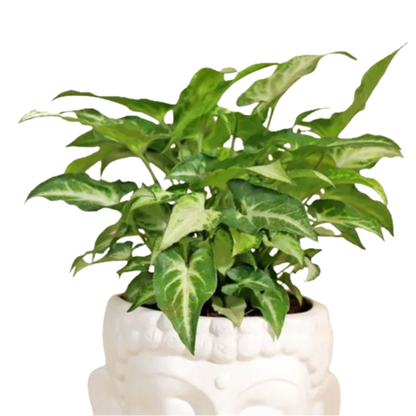 Mini Syngonium – Air-Purifying Beauty in Buddha Ceramic Planter