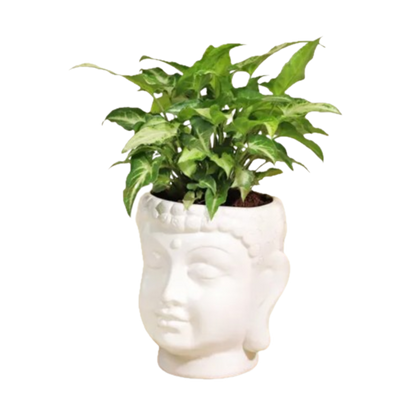 Mini Syngonium – Air-Purifying Beauty in Buddha Ceramic Planter