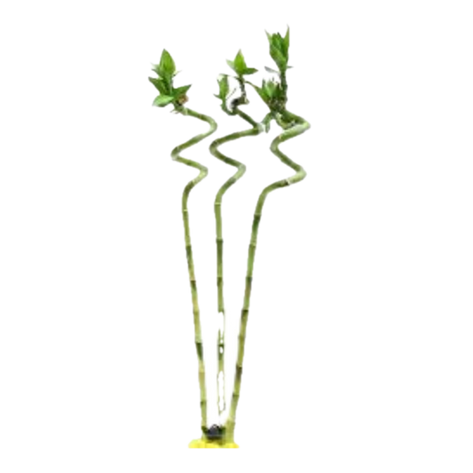 Elegant Spiral Lucky Bamboo – Pack of 3 for Triple Prosperity!