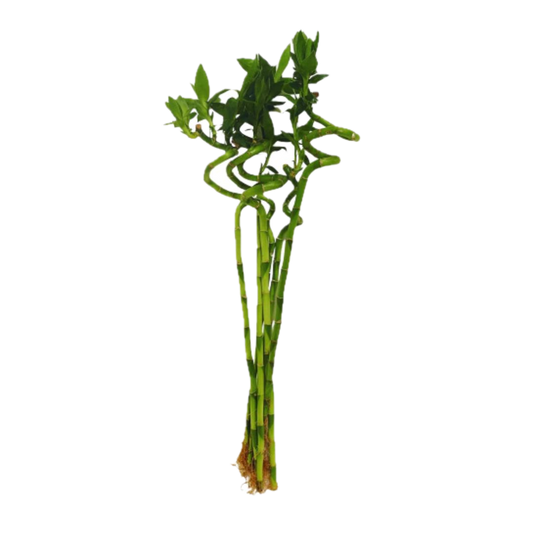 Majestic Spiral Lucky Bamboo – Pack of 6 for Ultimate Prosperity!