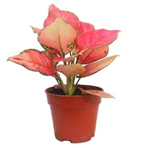 Elegant Aglaonema Lady Valentine & Anyamanee – Lush Pink Beauty in a Pot!