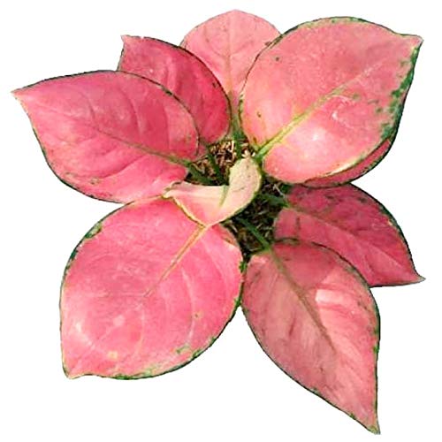 Elegant Aglaonema Lady Valentine & Anyamanee – Lush Pink Beauty in a Pot!