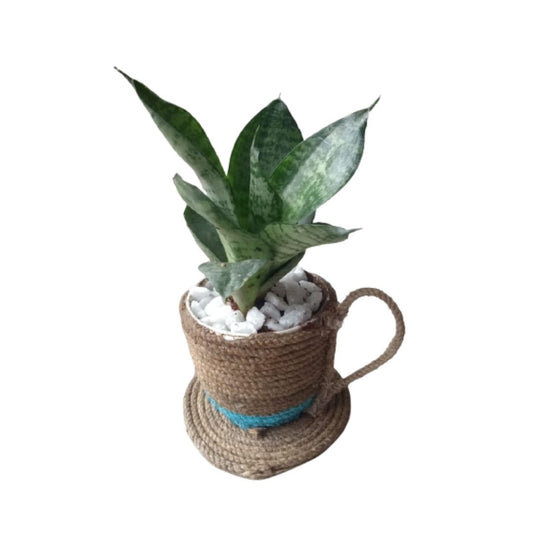Eco-Friendly Air-Purifying Sansevieria – Stylish & Healthy Indoor Greenery