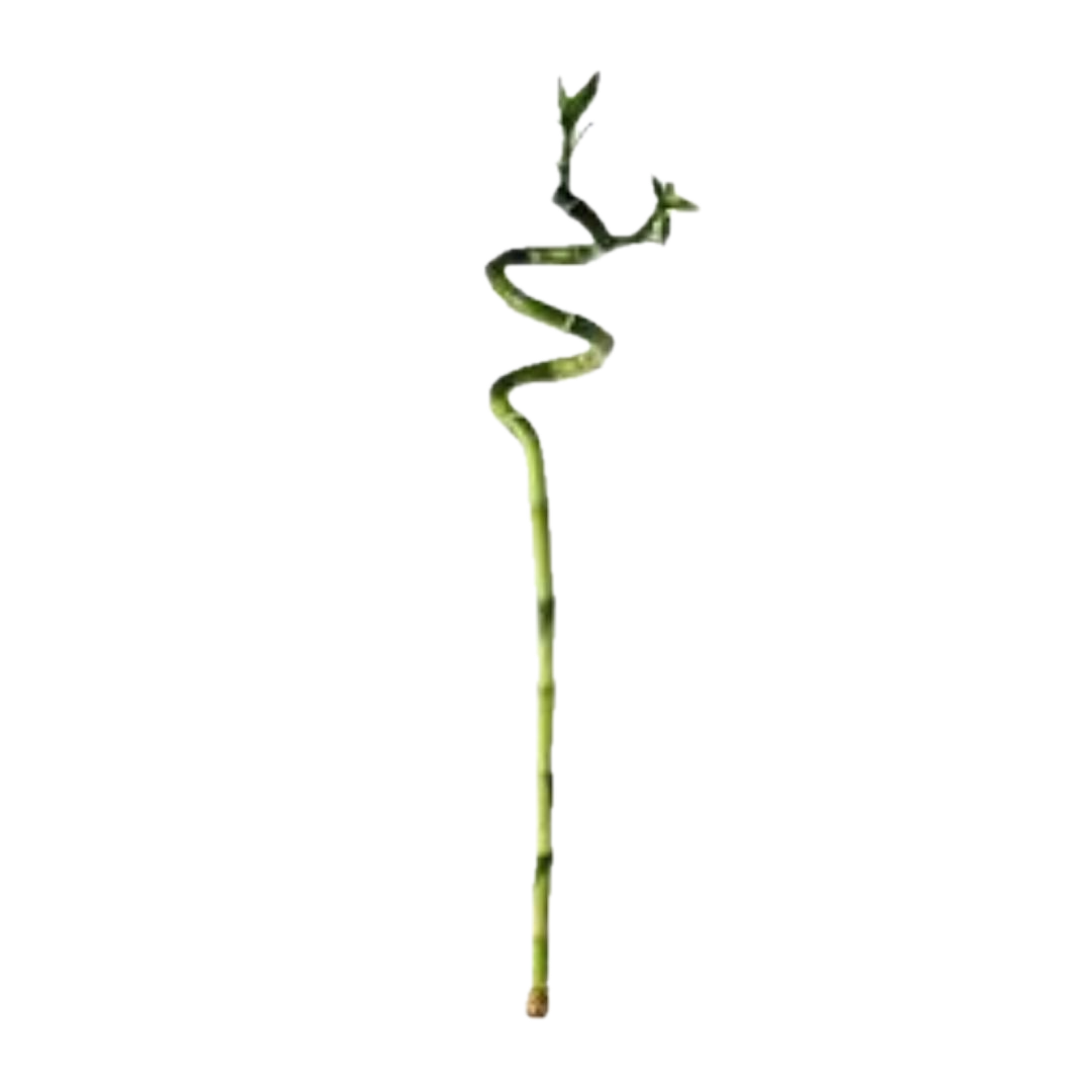 Graceful Spiral Lucky Bamboo – A Symbol of Elegance & Prosperity!