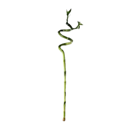 Graceful Spiral Lucky Bamboo – A Symbol of Elegance & Prosperity!