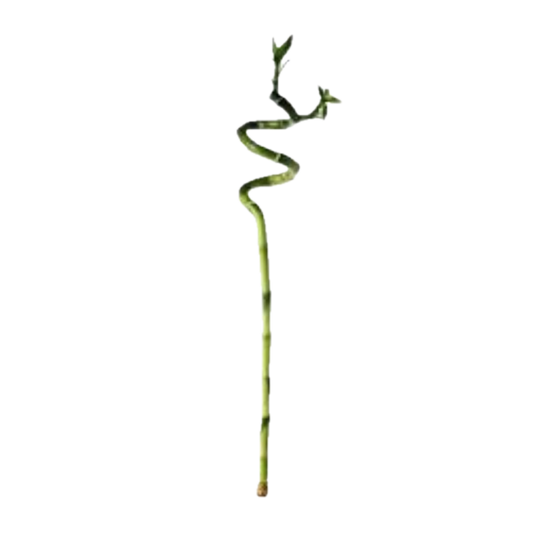 Graceful Spiral Lucky Bamboo – A Symbol of Elegance & Prosperity!