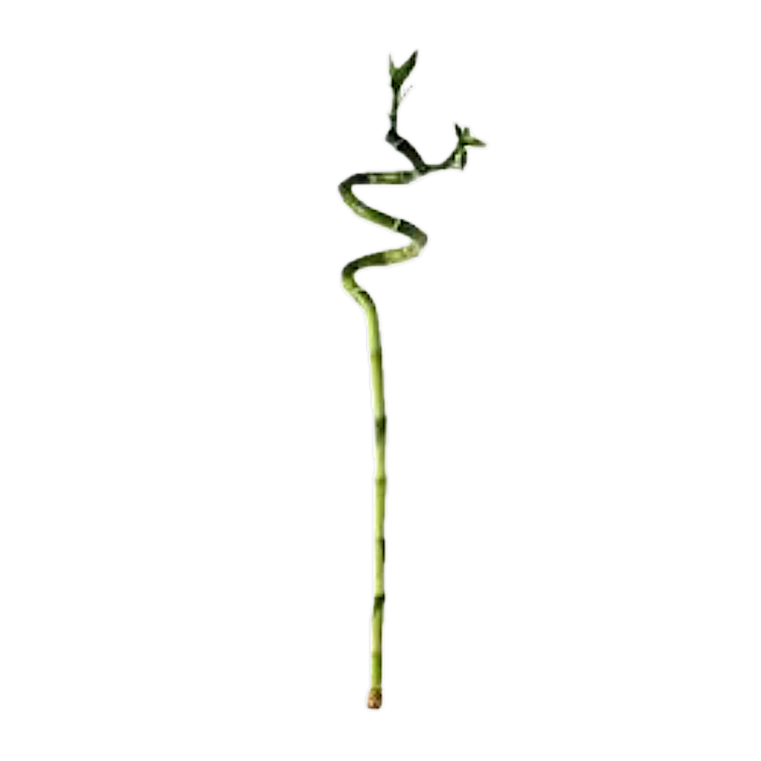 Graceful Spiral Lucky Bamboo – A Symbol of Elegance & Prosperity!